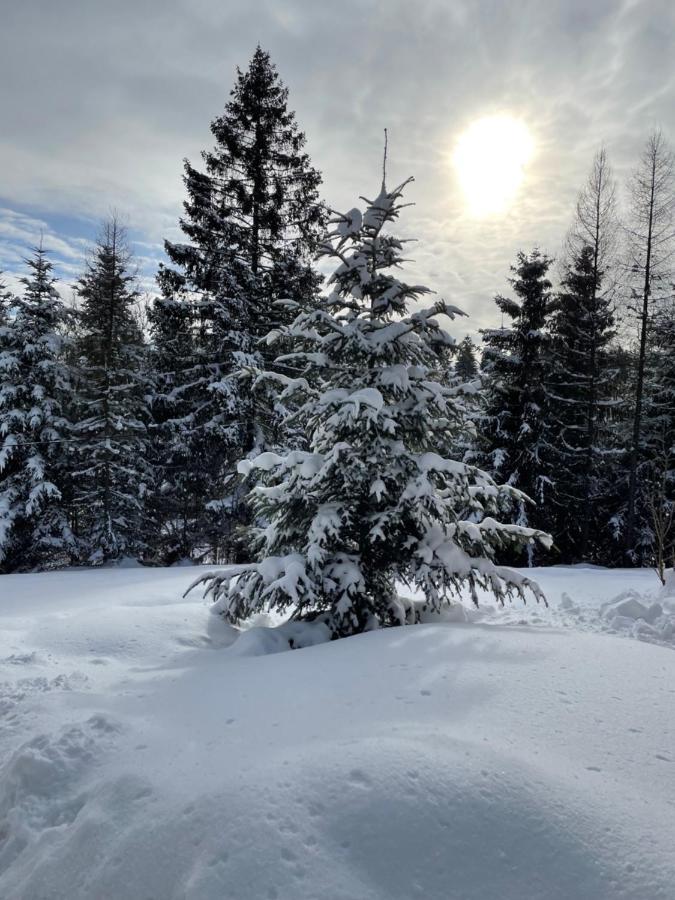 Veverička * Oravská Lesná